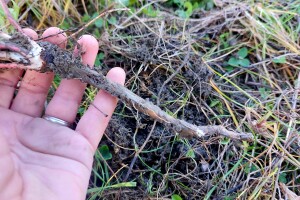 Vađenje korijena ljekovitog bilja u jesen: Gavez, maslačak i kopriva