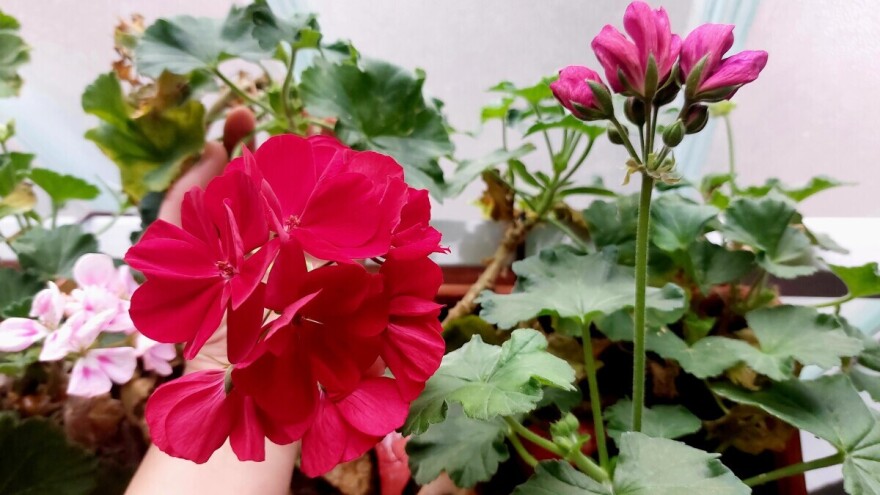 Zašto pelargonije zimi cvjetaju na stubištima i prozorima – i treba li ih u tome spriječiti?