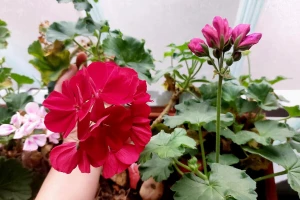 Zašto pelargonije zimi cvetaju na stepeništu i prozorima – i treba li ih u tome sprečiti?