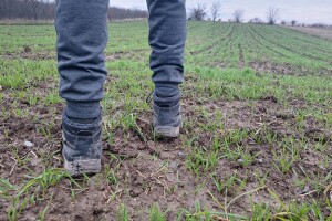 Jugoistok Srbije: Ima nade za strna žita, ali ne i za ostale kulture?