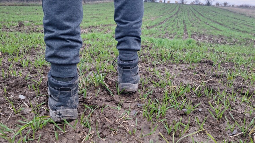 Jugoistok Srbije: Ima nade za strna žita, ali ne i za ostale kulture?