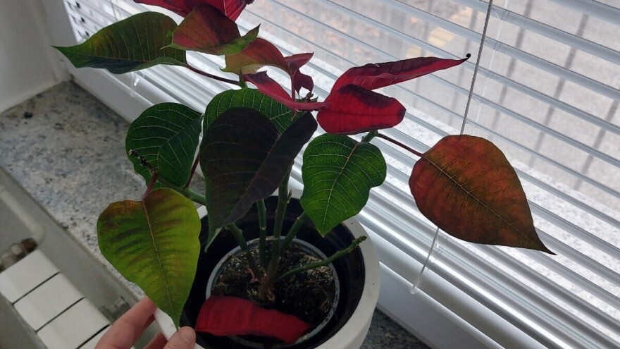 Šta sa božićnom zvezdom kada lišće počne da joj opada? Ima li joj spasa?