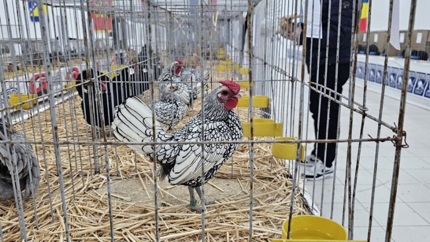 Najbolji primerci sačuvani za somborski Sajam peradarstva