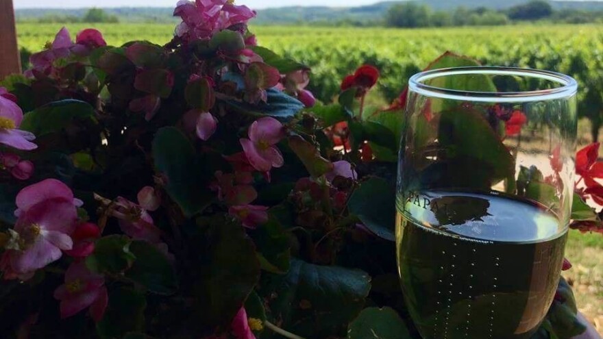 Ne propustite 51. Iločku berbu grožđa!