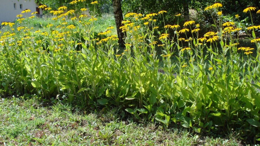 Lekovita čičoka: Kada se sadi, a kako se čuva?