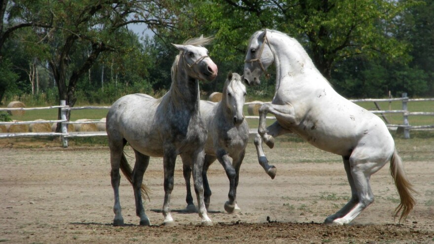 Ravnatelj ergele s koje je "posudio" lipicanca, a konj stradao pod vlakom, podnio ostavku