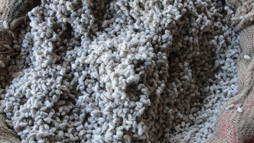 Sjemenke GMO pamuka kao hrana za ljude? SAD dale zeleno svjetlo