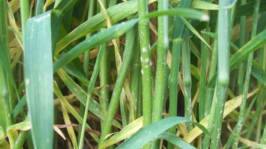 Pepelnica strnih žita: Vrijeme je za primjenu fungicida