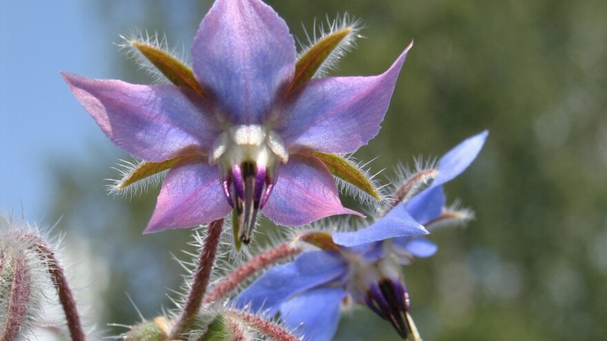 Sadite borač pored kupine za veći prinos, a vlašac za imunitet