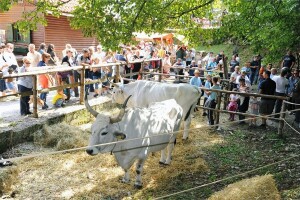 Koliko može biti poslušan boškarin? Saznajte na Učkarskom sajmu!