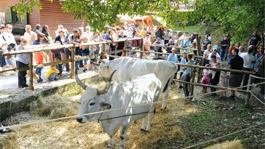 Koliko može biti poslušan boškarin? Saznajte na Učkarskom sajmu!