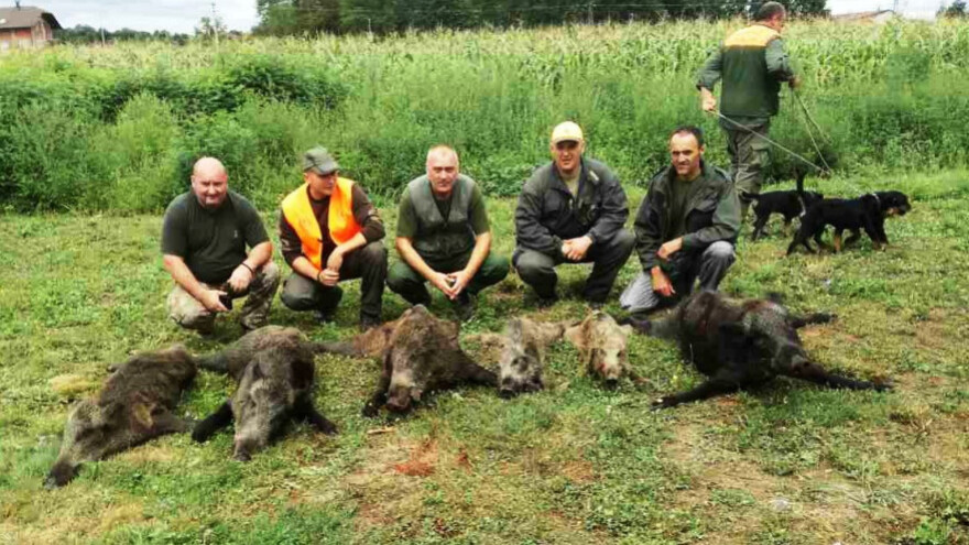 Lovci spašavaju kukuruz od  najezde divljih svinja