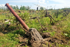 Tornado u Češkoj potpuno uništio vinograde - ostali goli trsovi, a podrumi poplavljeni