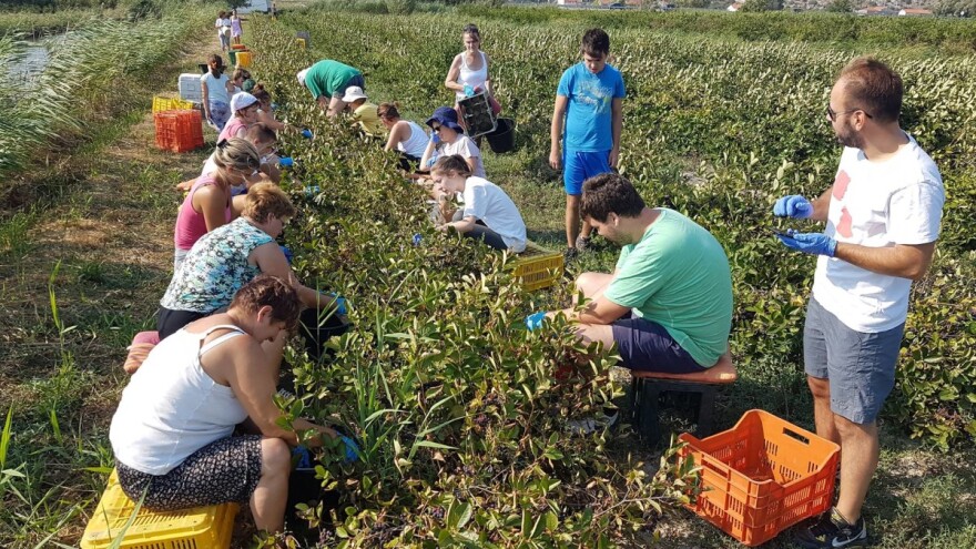 Luka Jelčić: Mlad i nadobudan otvorio sam OPG i uzeo poticaje,  stajali su me posla i zdravlja