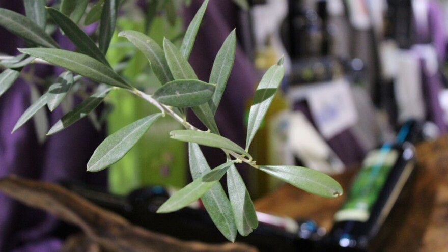 Ne propustite Maslinu i Intradu u Splitu