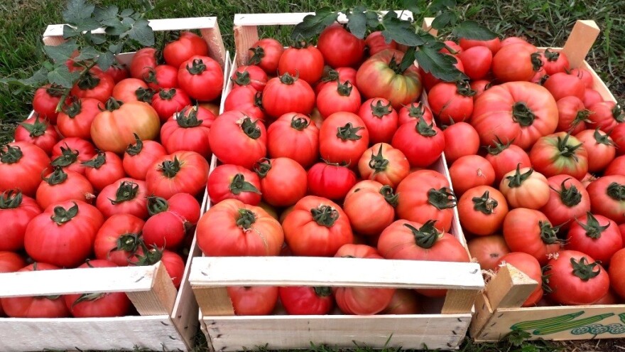 Pink rock: Rozi paradajz najtraženiji, cijena i dalje viša od 2 KM