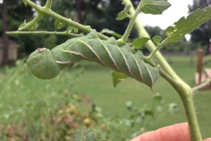 Visoke temperature i insekti biljkama predstavljaju dvostruke probleme