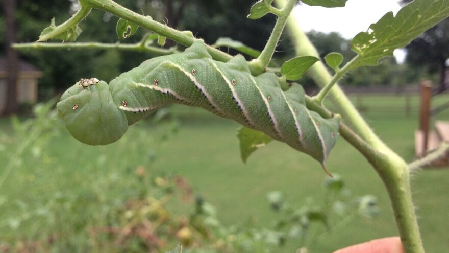 Visoke temperature i insekti biljkama predstavljaju dvostruke probleme