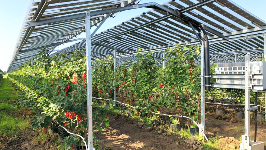 Solarni paneli u voćnjaku? Štite od sunca, a i pune traktor