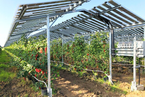 Solarni paneli u voćnjaku? Služe kao zaštita, a mogu i puniti traktor