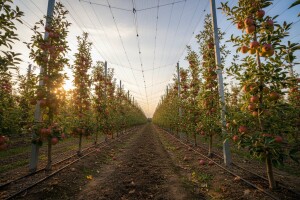 2,2 mil. kn iz IPARD-a za podizanje voćnjaka