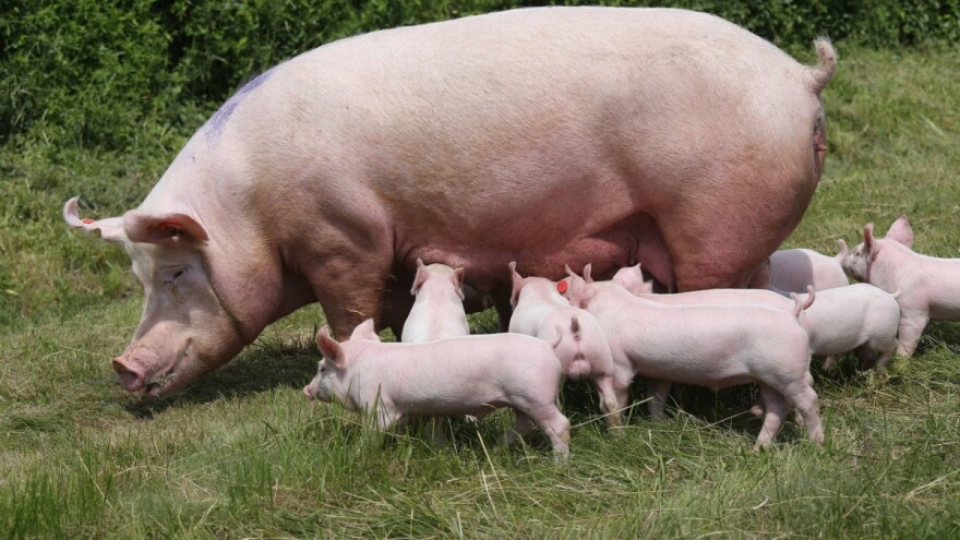 ASK i dalje prijeti: Ovaj mjesec objava Javnog poziva za sufinanciranje dvostrukih ograda