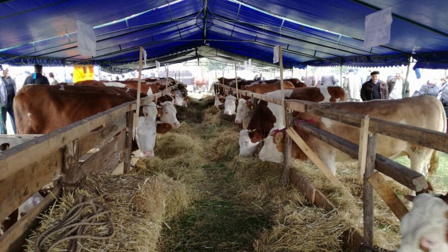 Deseta izložba stočarstva Gračanica-Doboj Istok 2019