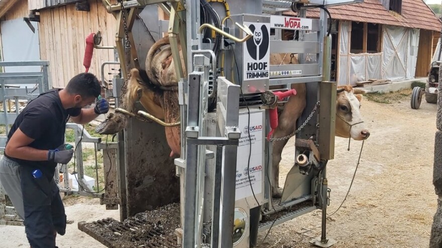 Zdravlje papaka – jedan od najznačajnijih elemenata uspješne proizvodnje mlijeka