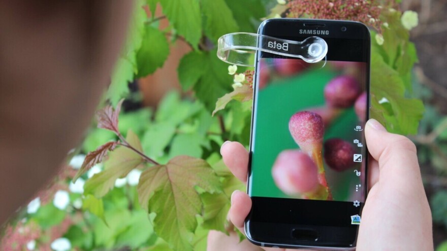 Mini mikroskop detektuje bolesti i štetočine na usevima i otkriva da li im nedostaje neki mineral