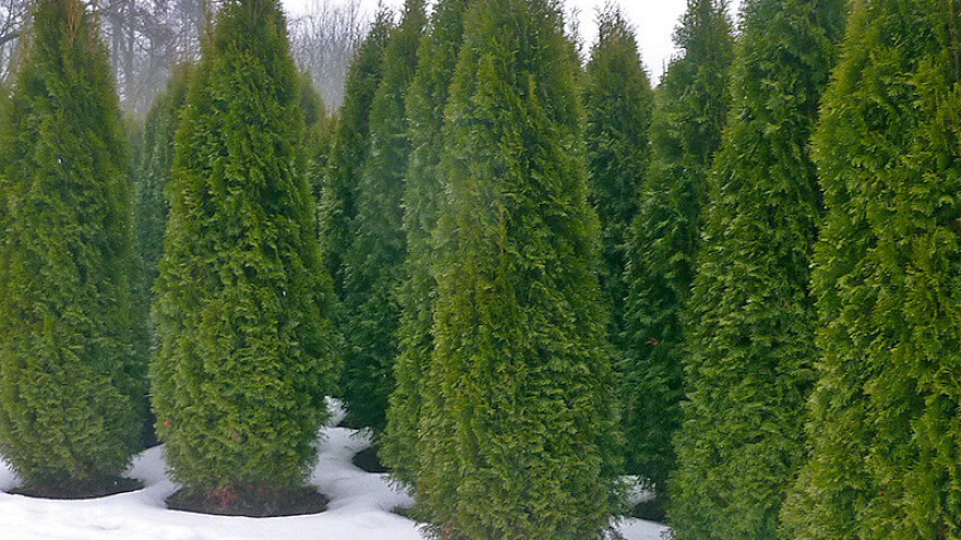 Tuja traži konstantnu pažnju i nadzor, ali i zimski tretman