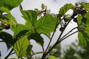 Kako da zaštitite maline od sive truleži i pegavosti?