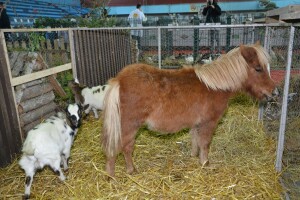 Više od 1.700 eksponata na državnoj izložbi sitnih životinja