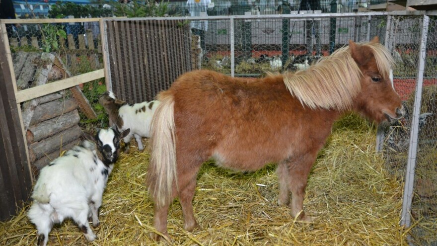 Više od 1.700 eksponata na državnoj izložbi sitnih životinja