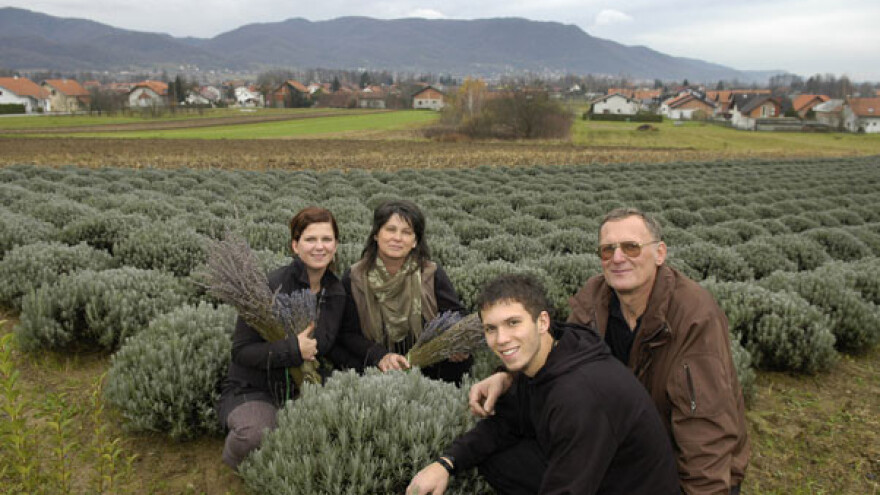 Zagorska lavanda za jadransku obalu