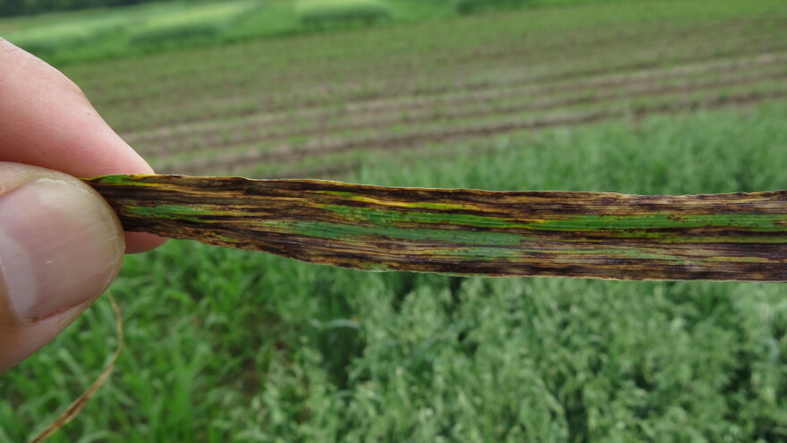 Pojavile se bolesti na ječmu i pšenici: Ratari, kakvo je stanje usjeva?