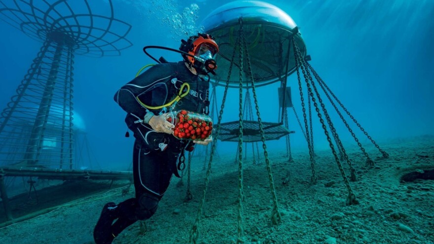 Ponovno otvorena farma pod vodom na kojoj se uzgaja povrće