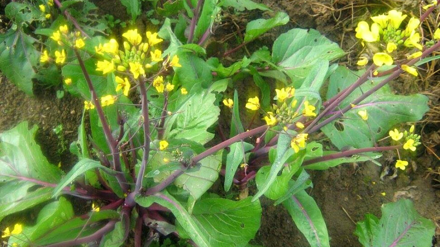 Kineski ljubičasti kupus: Ko ga jednom proba, zaljubit će se u okus