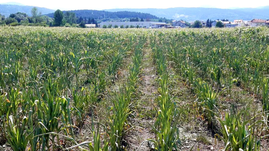Hoće li prognozirane padavine prekinuti dugotrajnu sušu?