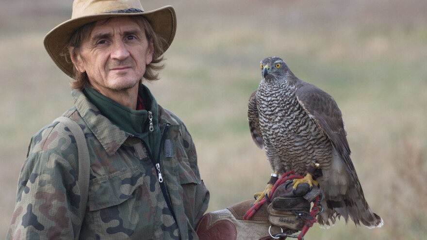 Sokolar iz Zrenjanina: Posebna pravila u lovu sa jastrebovima