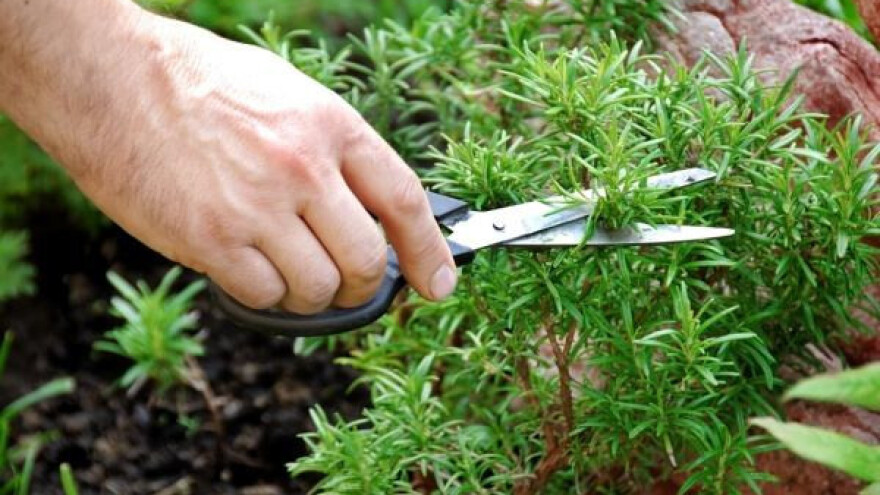 Za izradu sirupa od bilja najvažniji tajming