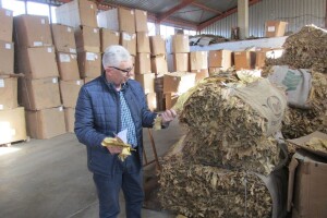 Hoće li opstati uzgoj duvana? Proizvođače zadesile nedaće