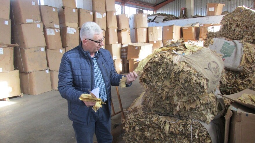 Hoće li opstati uzgoj duvana? Proizvođače zadesile nedaće