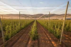 2,4 milijuna kuna za nasad jabuka