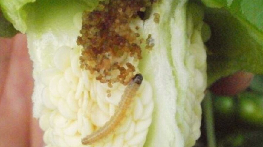 Ključni momenat za zaštitu paprike od plamenca i kukuruzne sovice