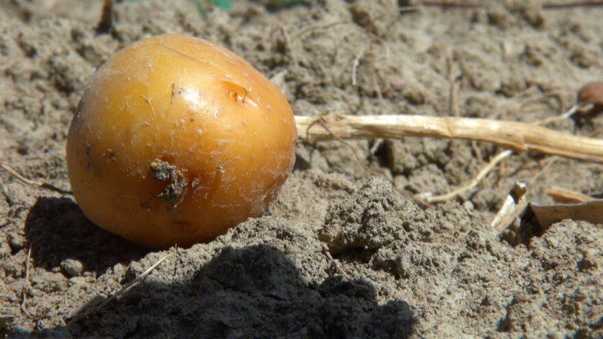 Prošle godine previše, ove premalo: Krumpir uništila tuča i suša, cijene rastu