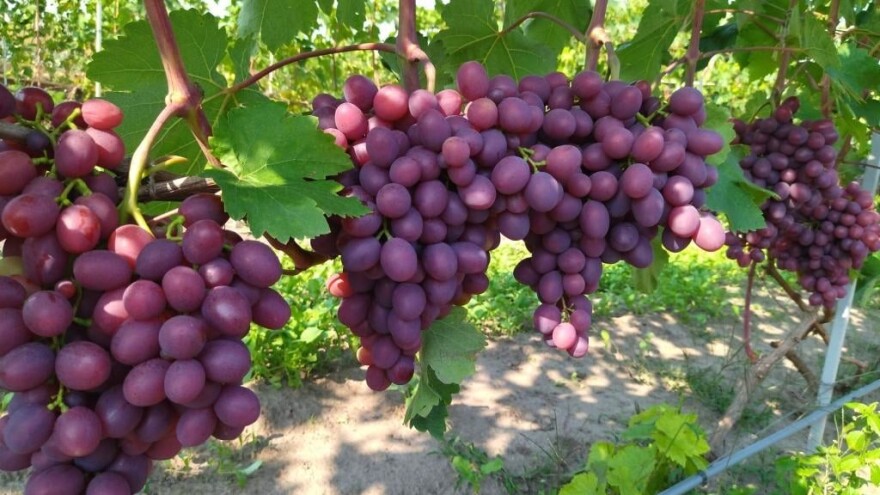 Vinova loza je novi hit na sjeveroistoku Bosne - hibridne sorte "pobijedile" klimu