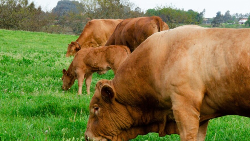 Galicijska govedina dobila zaštićenu oznaku - od kojih pasmina se dobiva?