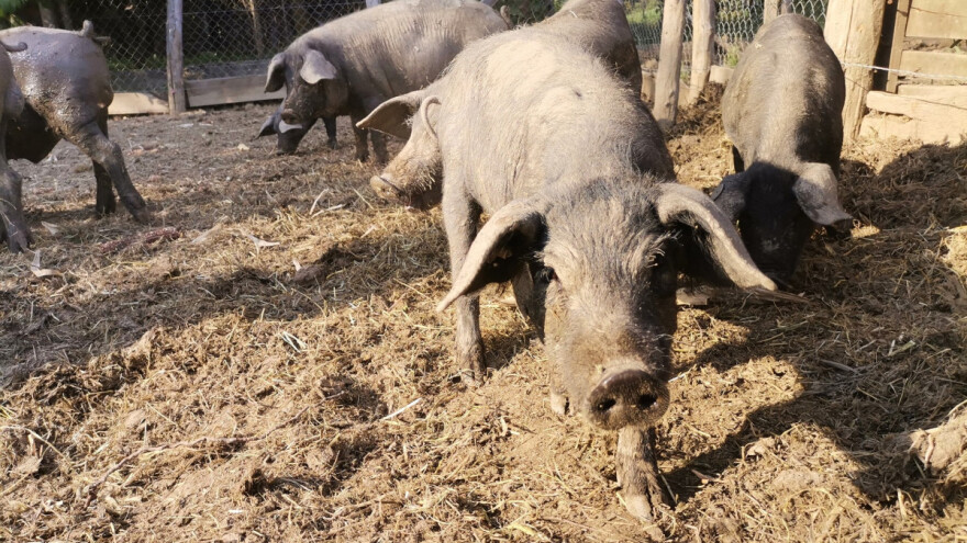 'Čestitka' iz općine: Za uzgoj svinja na otvorenom mora graditi spremnik za fekalije ili - kazna