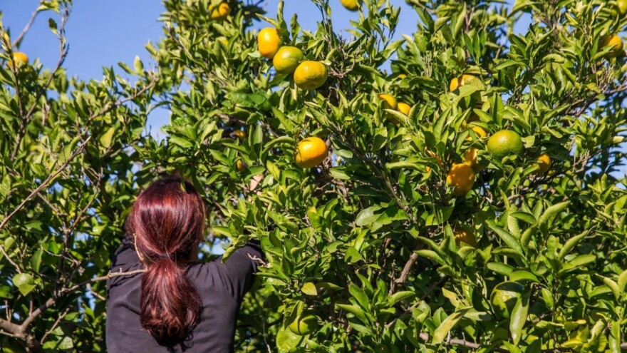 Covid berba mandarina - propisane posebne mjere za radnike