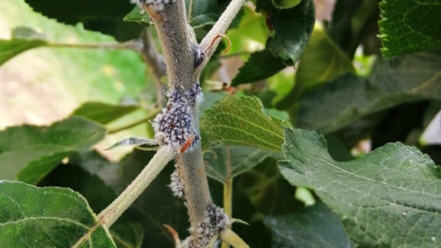 Sada redukujte prezimljujuće forme krvave uši jabuke, sljedeći tretman u proljeće